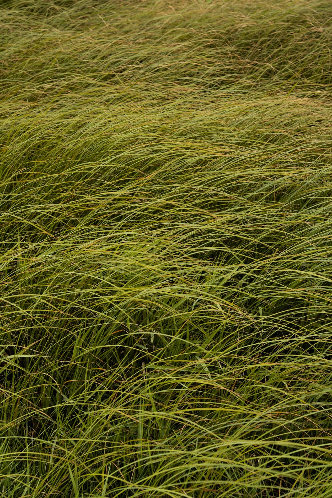 Den-Bosch-Bossche-Broek-2025-RosaDorsman (2).jpg