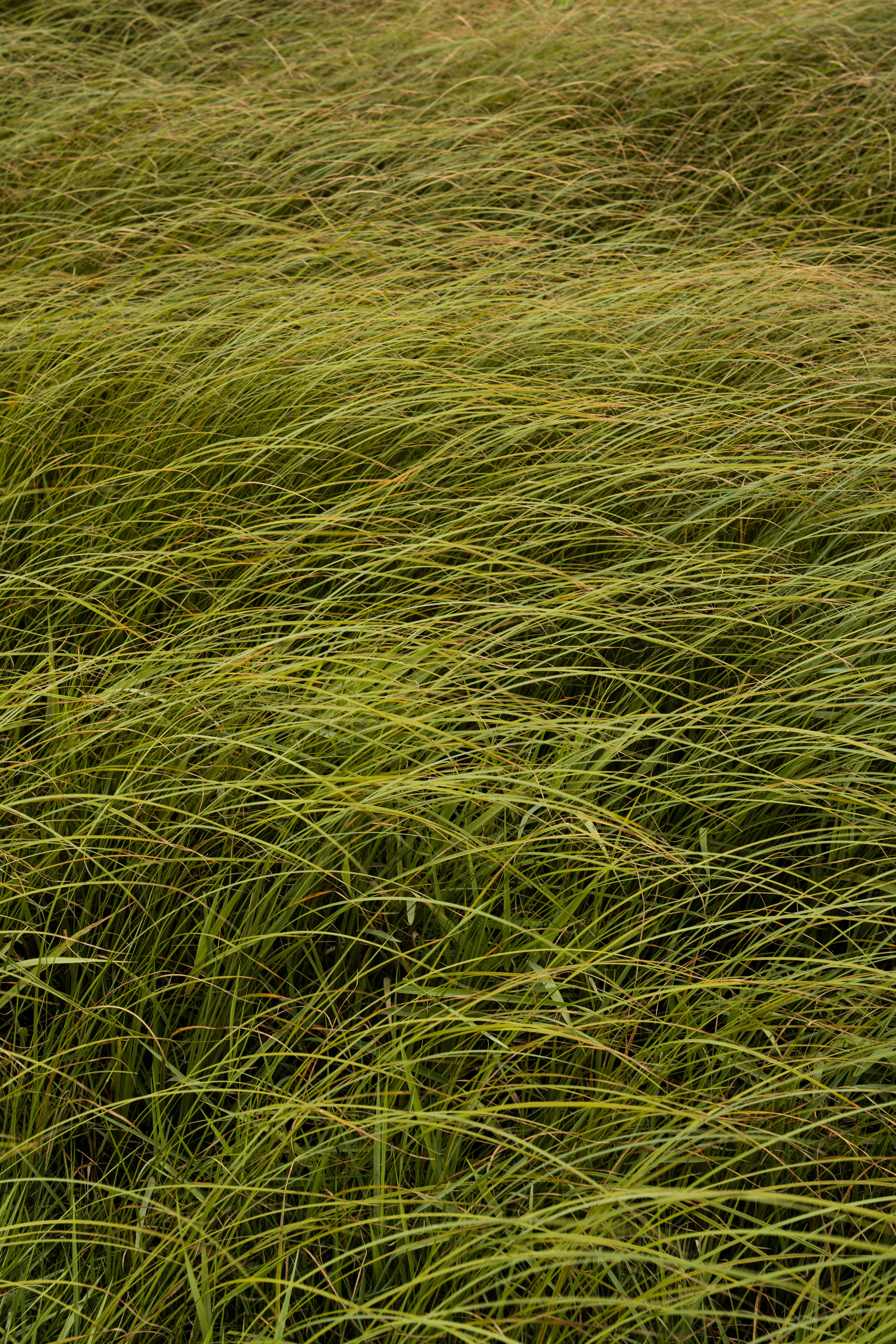 Den-Bosch-Bossche-Broek-2025-RosaDorsman (2).jpg